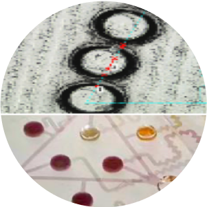 organ-on-chip